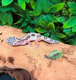 Magazoo Gecko léopard Macksnow femelle 02/03/26