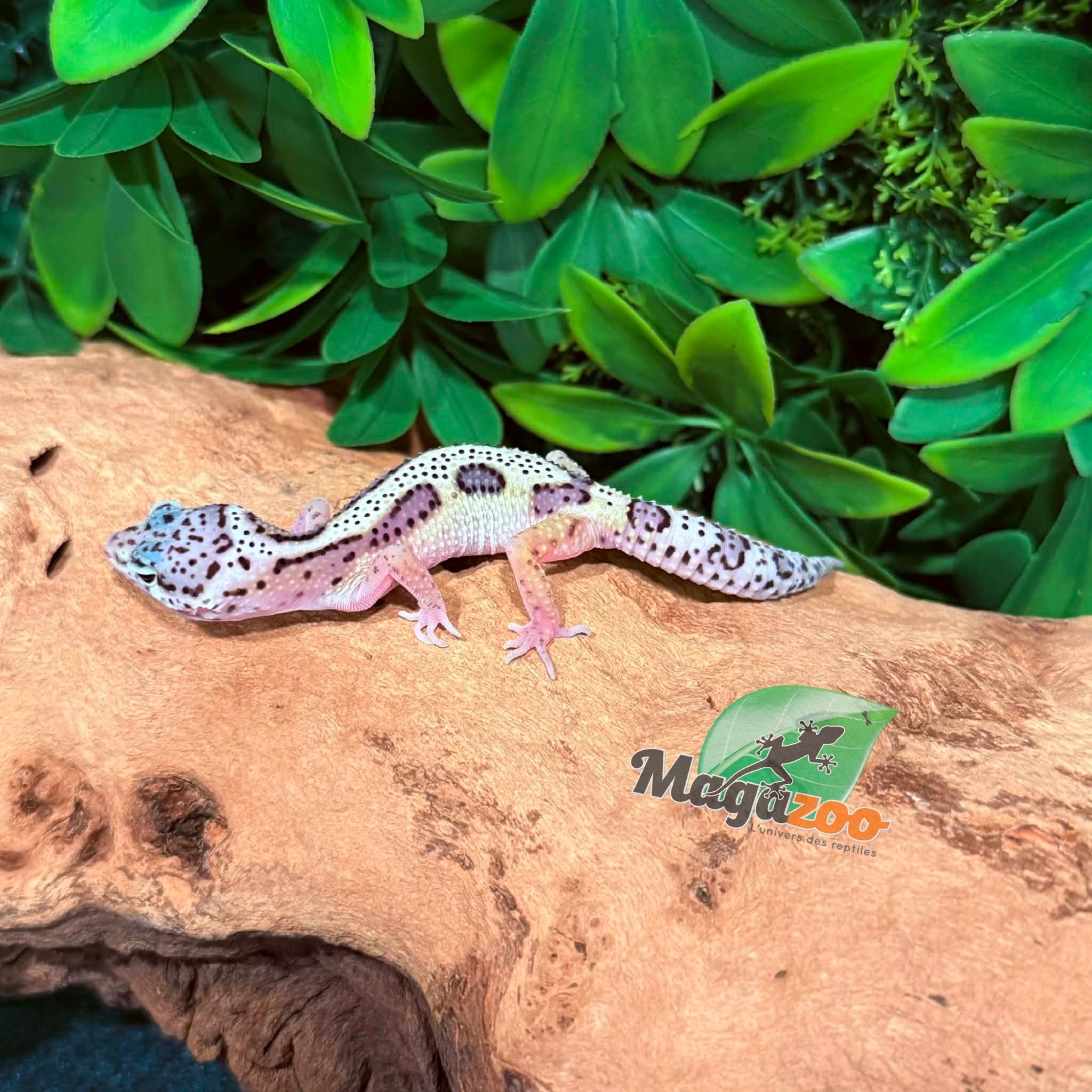 Magazoo Gecko léopard Macksnow femelle 02/03/26