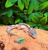 Magazoo Macksnow  Female Leopard Gecko 03/02/26