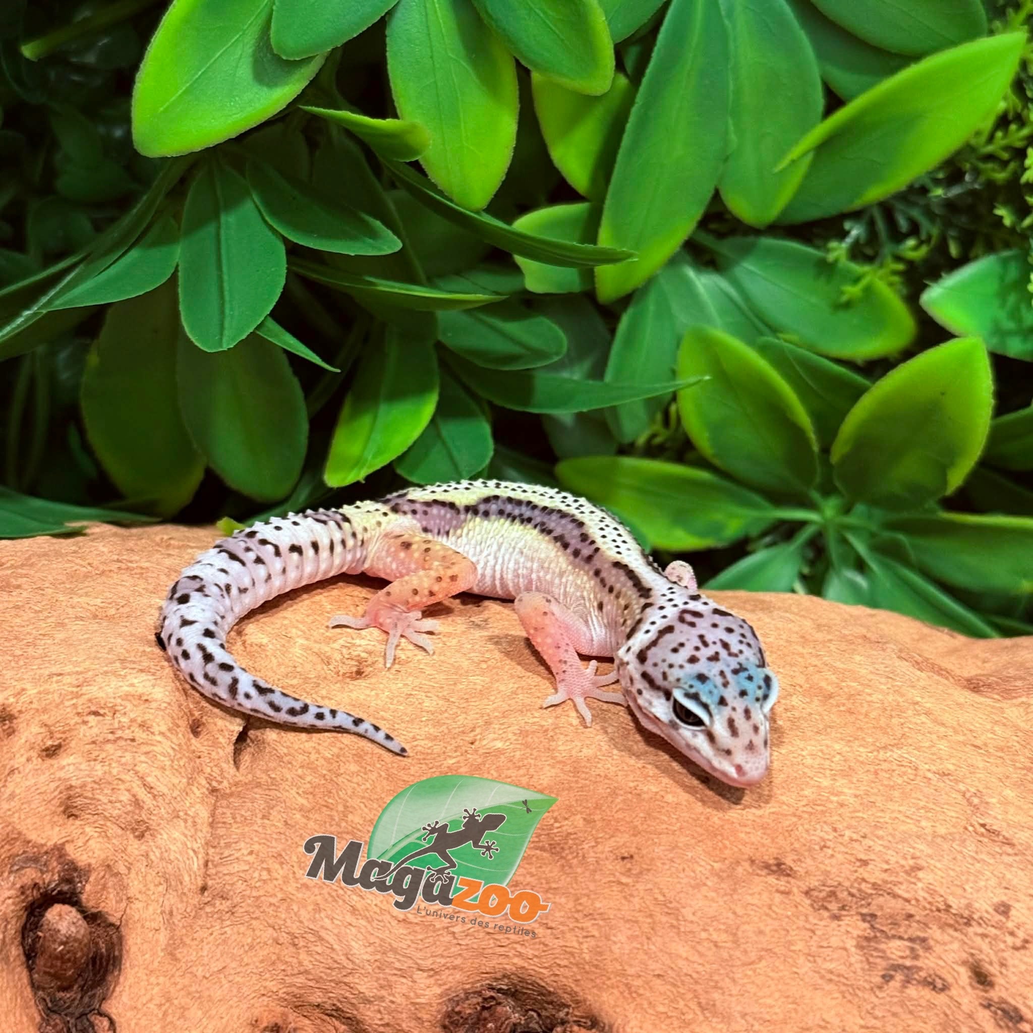 Magazoo Macksnow  Female Leopard Gecko 03/02/26
