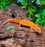 Magazoo Gecko léopard Blood Emerine Femelle 21/01/26