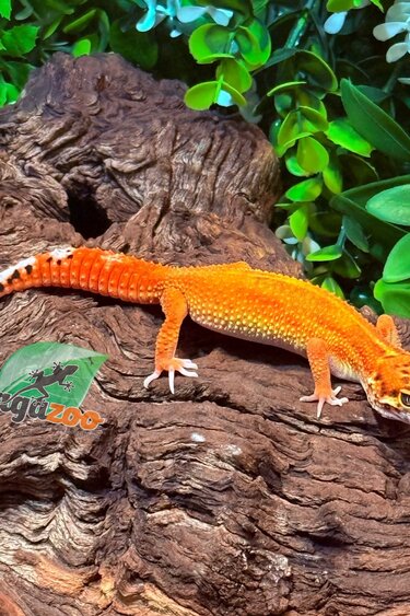 Magazoo Gecko léopard Blood Emerine Femelle 21/01/26