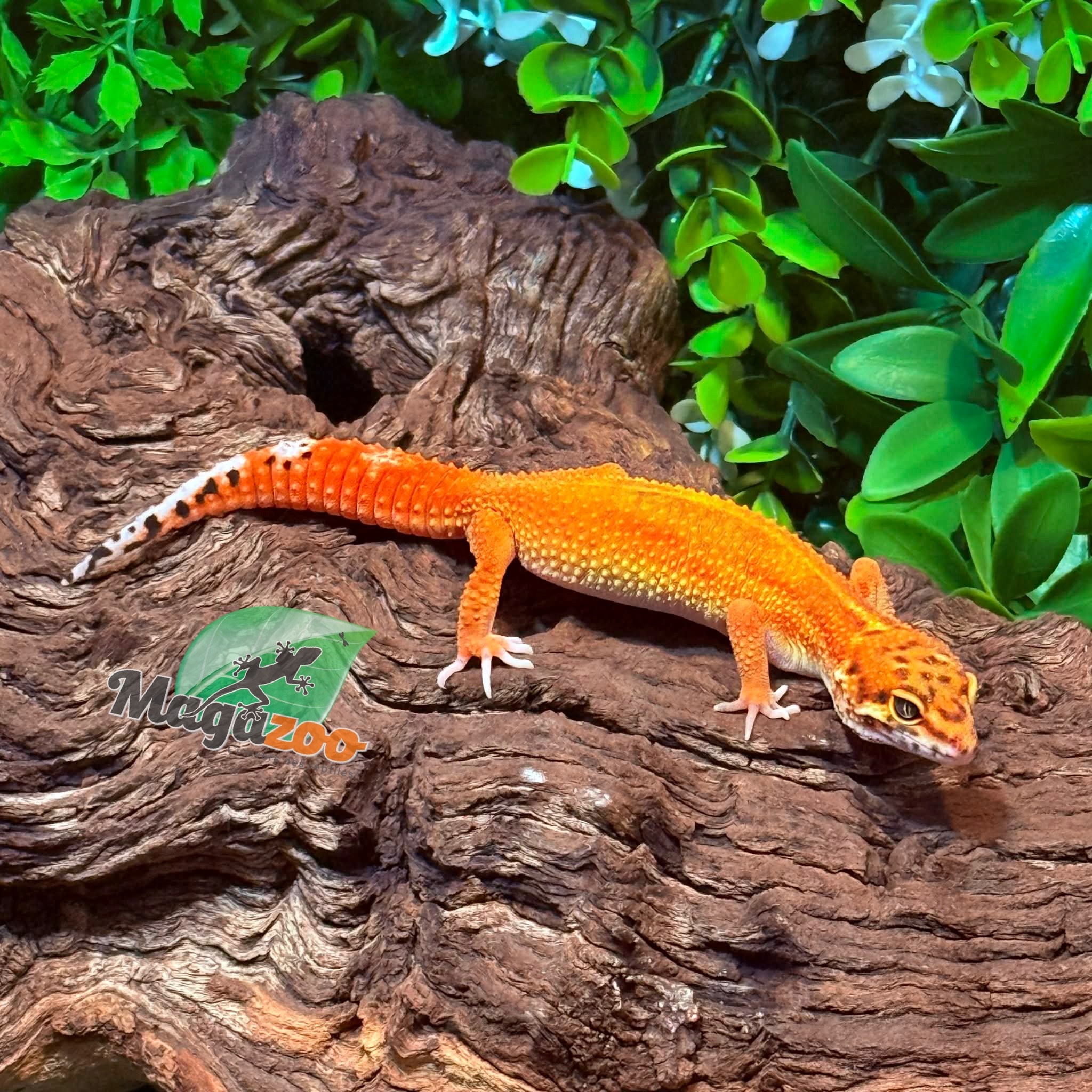 Magazoo Gecko léopard Blood Emerine Femelle 21/01/26