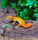 Magazoo Blood Emerine Female Leopard Gecko 01/21/26