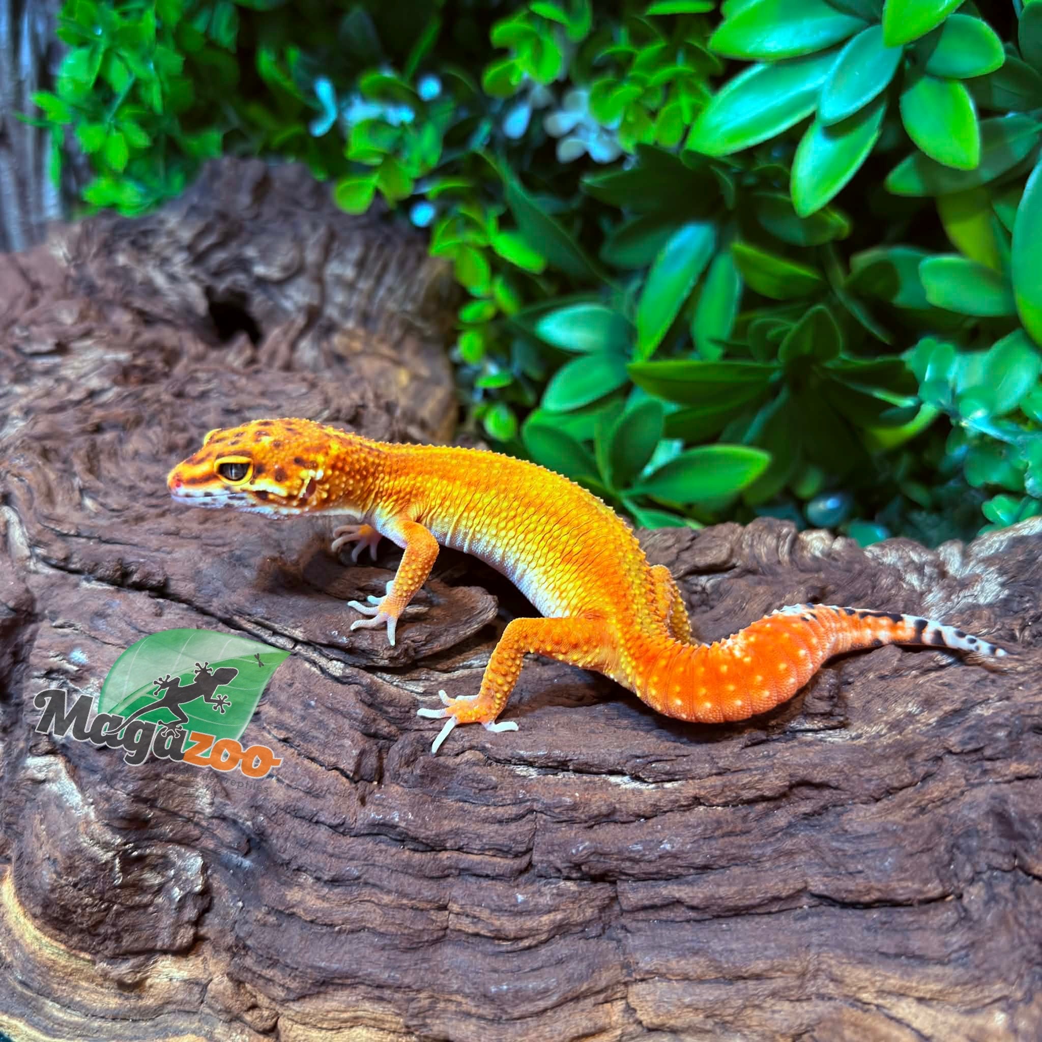 Magazoo Gecko léopard Blood Emerine Femelle 21/01/26