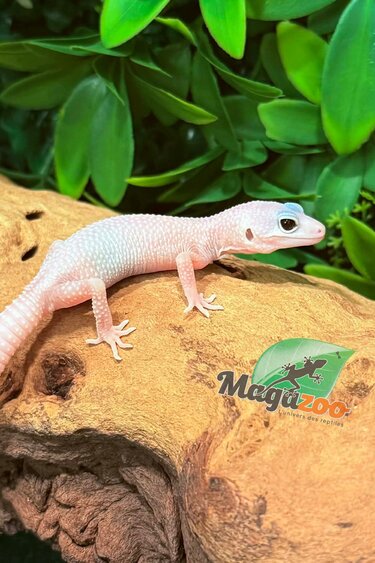Magazoo Macksnow Diablo Blanco Female Leopard Gecko 03/07/26