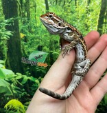 Magazoo Dragon barbu Orange Tiger Mâle #10 (manque bout de queue)