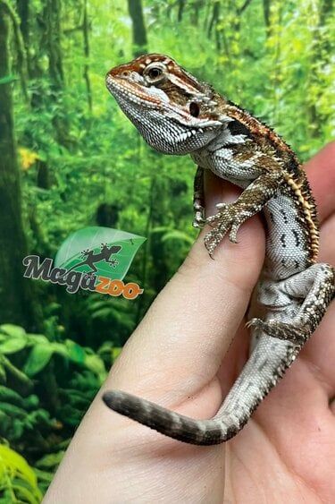 Magazoo Dragon barbu Orange Tiger Mâle #10 (manque bout de queue)