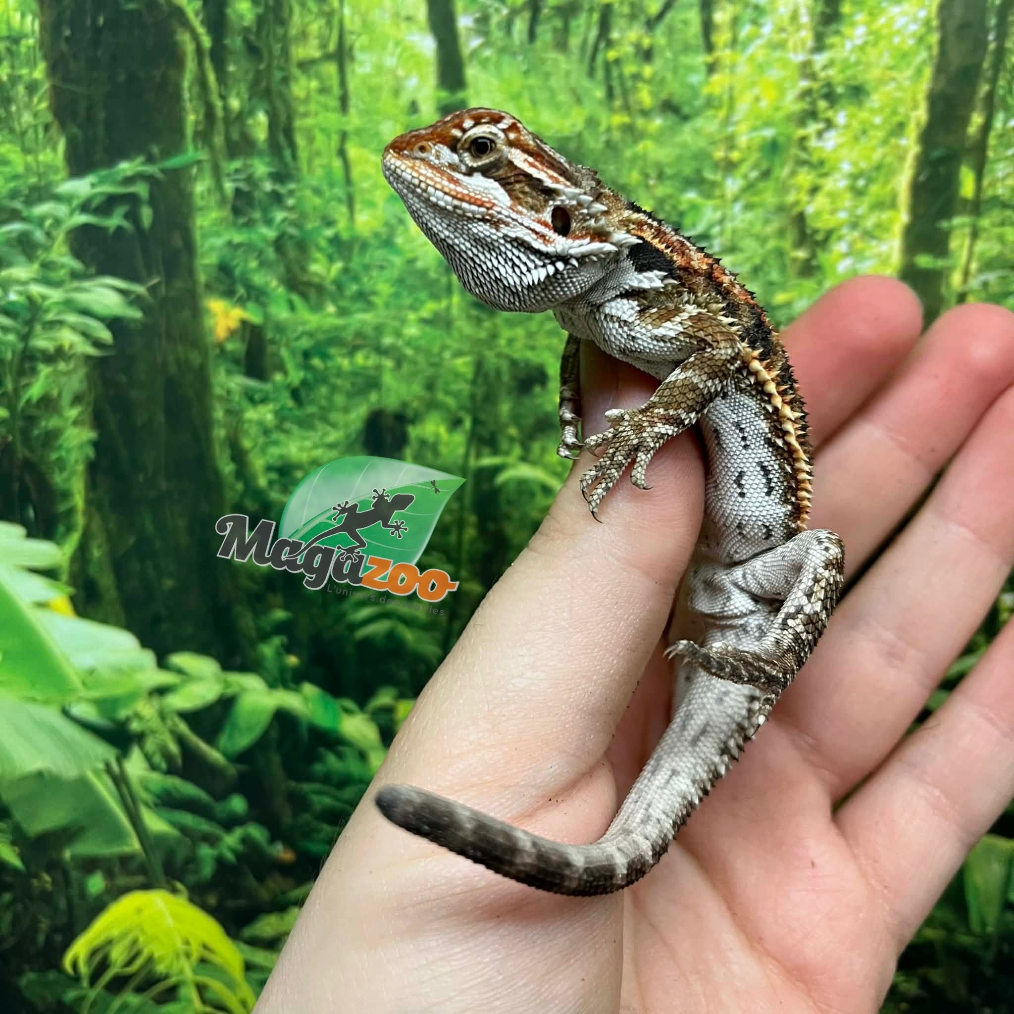 Magazoo Orange tiger Male (nip tail) Bearded dragon