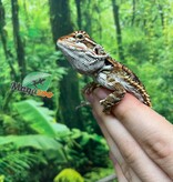 Magazoo Orange tiger Male (nip tail) Bearded dragon