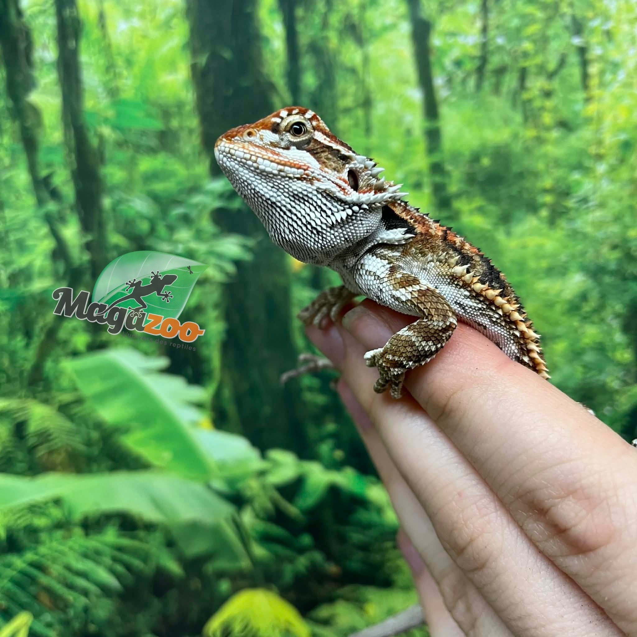 Magazoo Orange tiger Male (nip tail) Bearded dragon