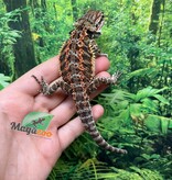 Magazoo Orange tiger Male (nip tail) Bearded dragon