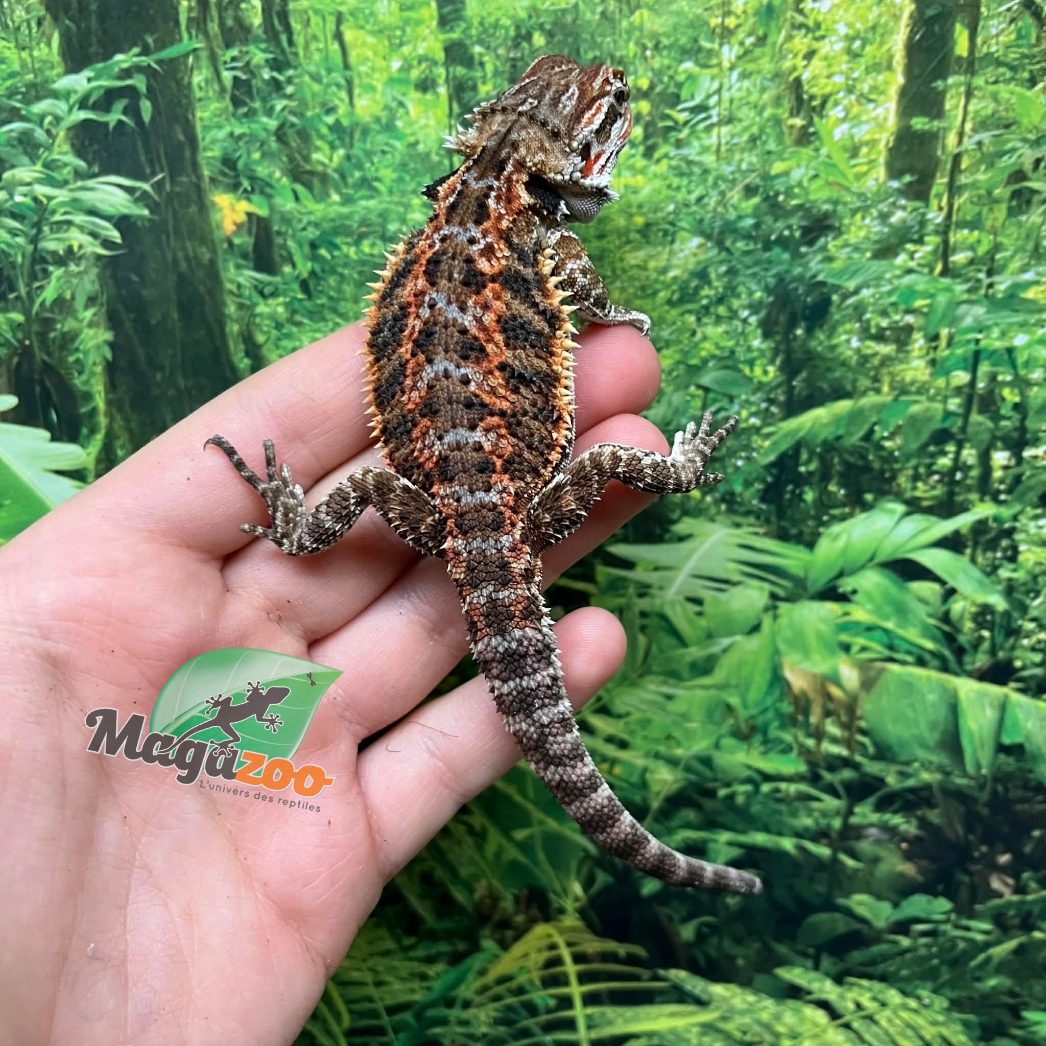 Magazoo Orange tiger Male (nip tail) Bearded dragon