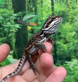 Magazoo Orange tiger leatherback (Poss. female) Bearded dragon #3