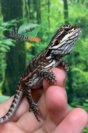 Magazoo Orange tiger leatherback (Poss. female) Bearded dragon #3
