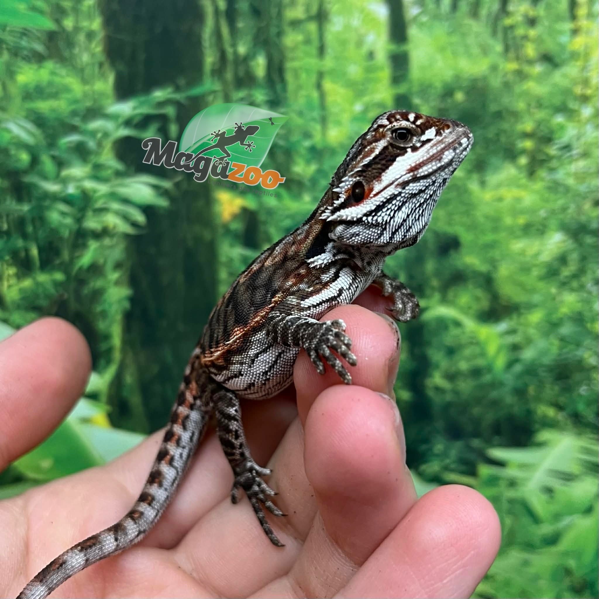 Magazoo Orange tiger leatherback (Poss. female) Bearded dragon #3