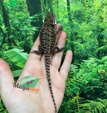 Magazoo Dragon barbu Orange leatherback (Poss. femelle) #3