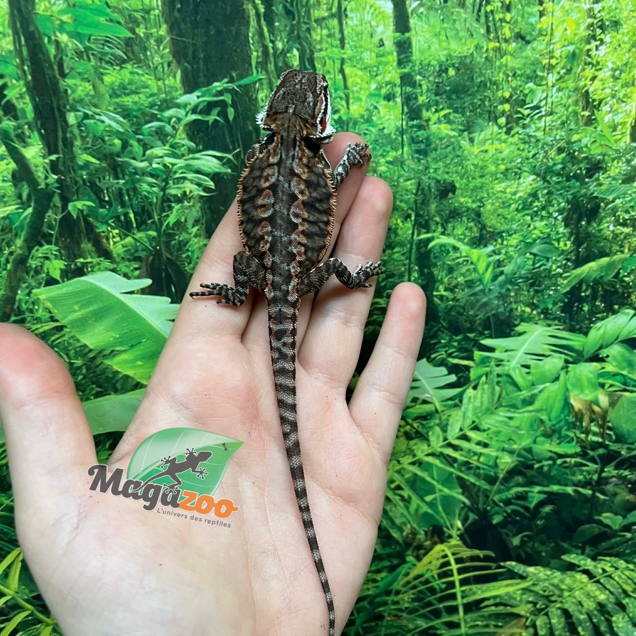 Magazoo Dragon barbu Orange leatherback (Poss. femelle) #3