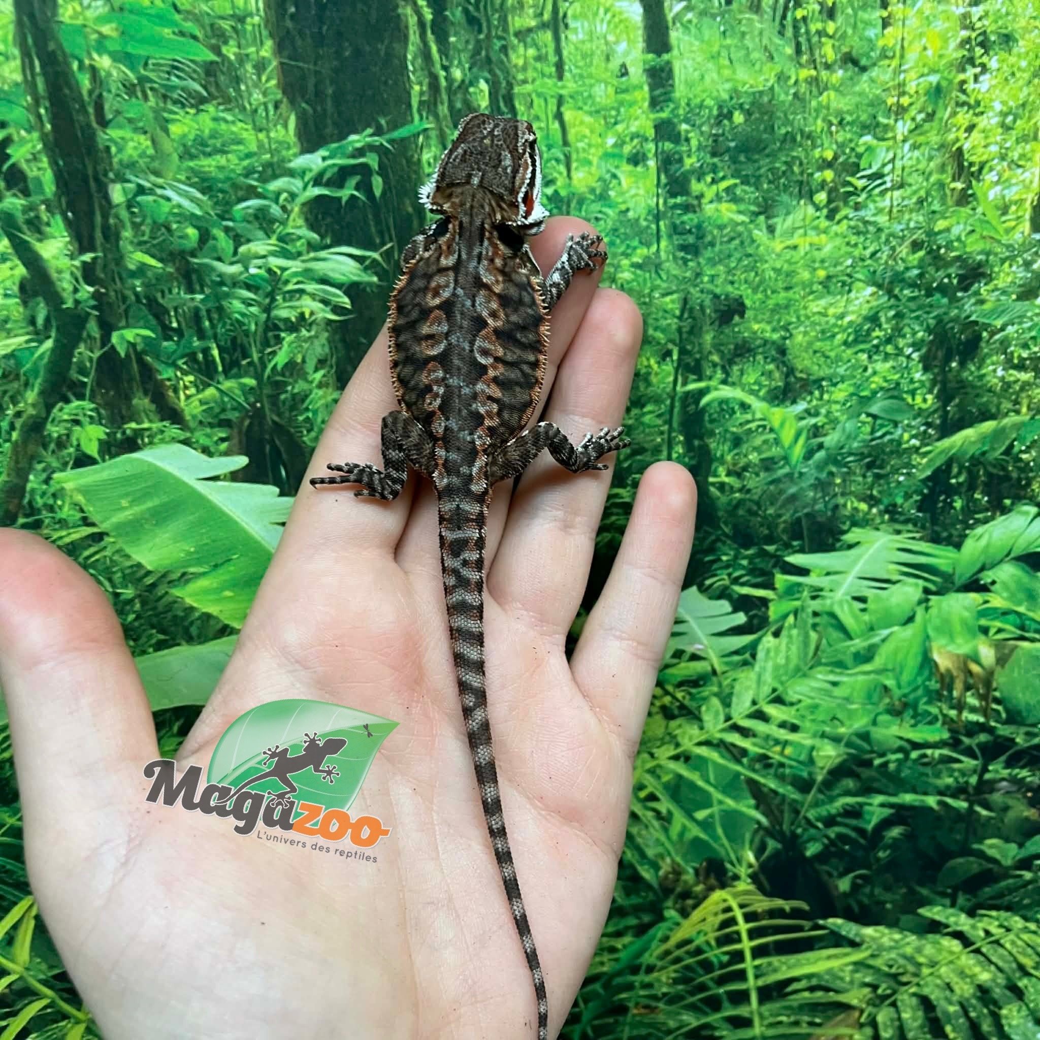 Magazoo Orange tiger leatherback (Poss. female) Bearded dragon #3