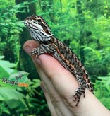 Magazoo Dragon barbu Orange leatherback (Poss. femelle) #3