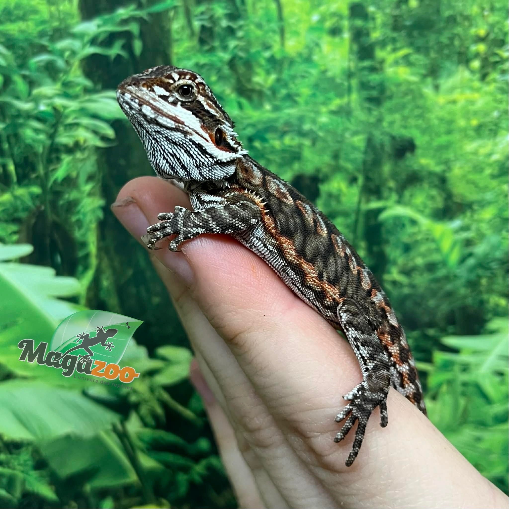 Magazoo Orange tiger leatherback (Poss. female) Bearded dragon #3