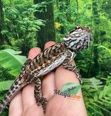 Magazoo Dragon barbu Orange  tiger leatherback Mâle #2