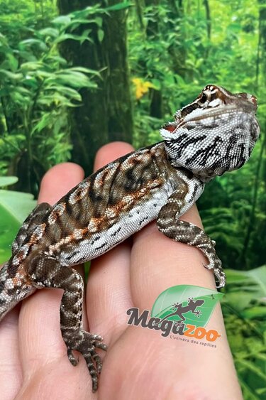 Magazoo Dragon barbu Orange  tiger leatherback Mâle #2