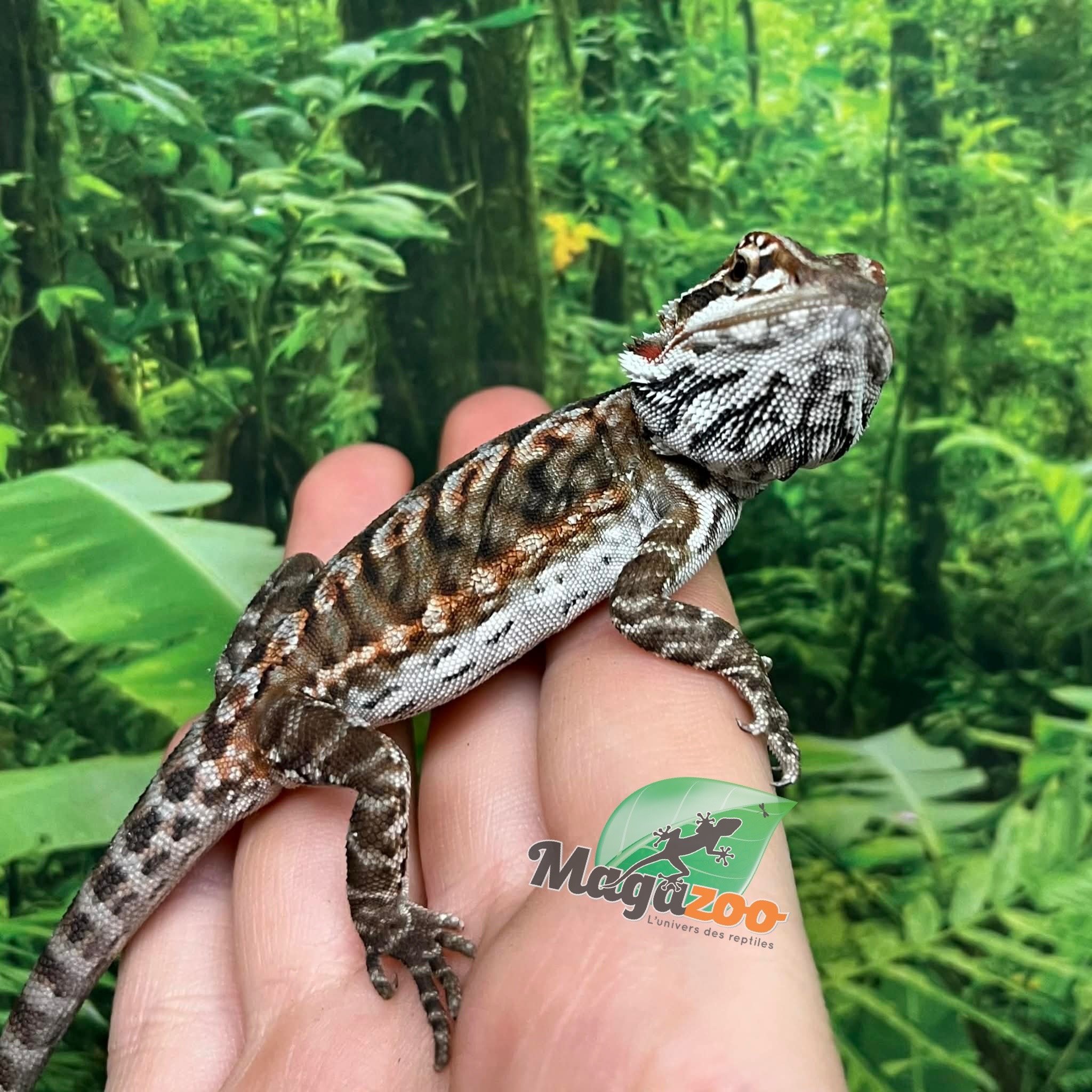 Magazoo Orange  tiger leatherback Male Bearded dragon #2