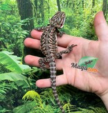 Magazoo Dragon barbu Orange  tiger leatherback Mâle #2