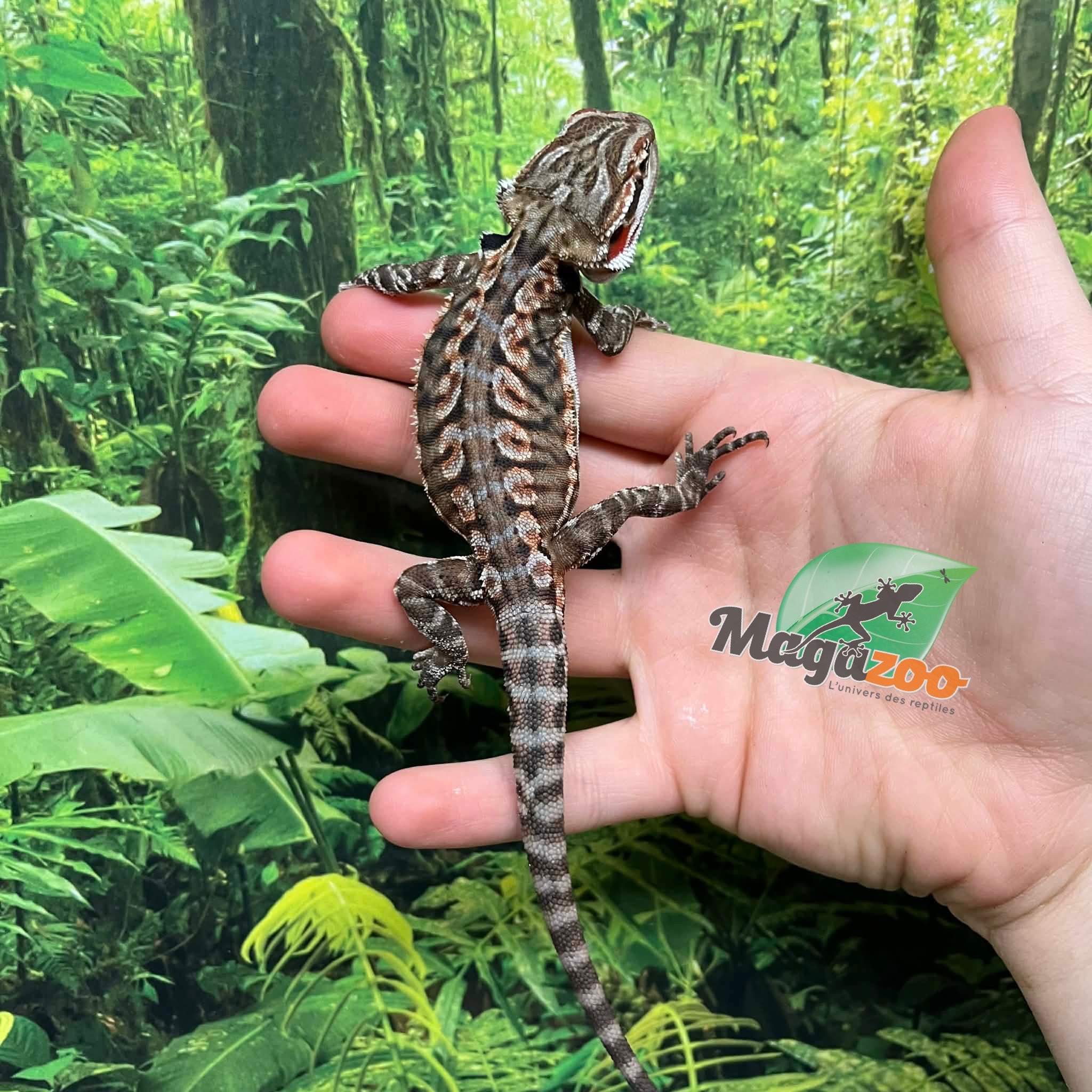 Magazoo Dragon barbu Orange  tiger leatherback Mâle #2