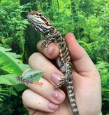 Magazoo Dragon barbu Orange  tiger leatherback Mâle #2