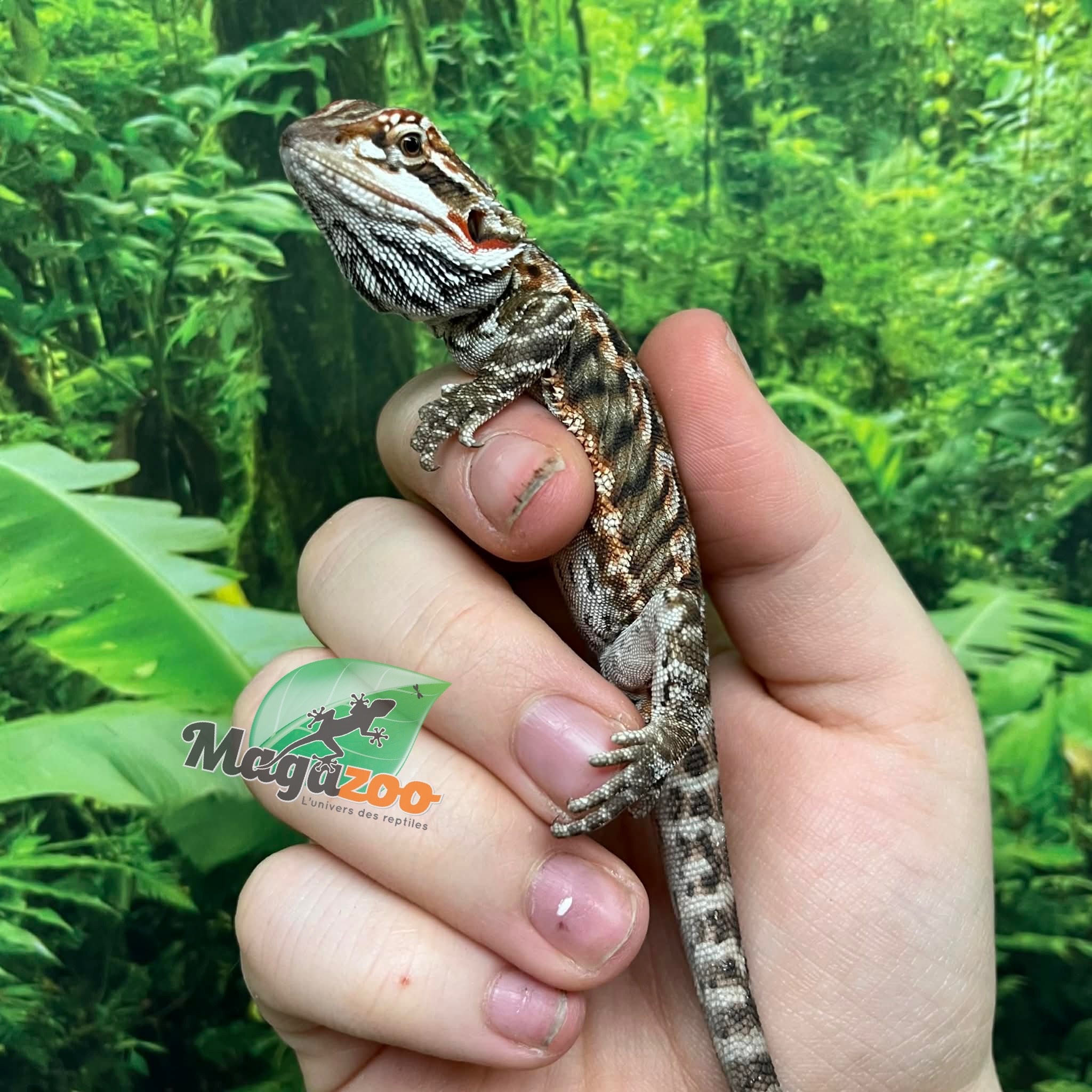 Magazoo Dragon barbu Orange  tiger leatherback Mâle #2