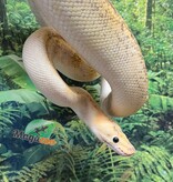 Magazoo Adult Champagne Pastel Female Ball python / 2nd chance - Adoption