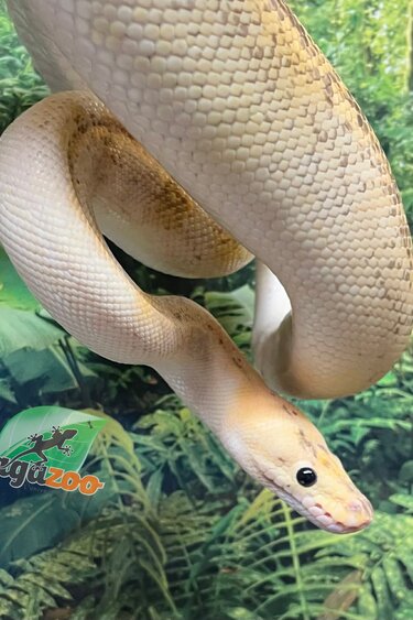 Magazoo Adult Champagne Pastel Female Ball python / 2nd chance - Adoption