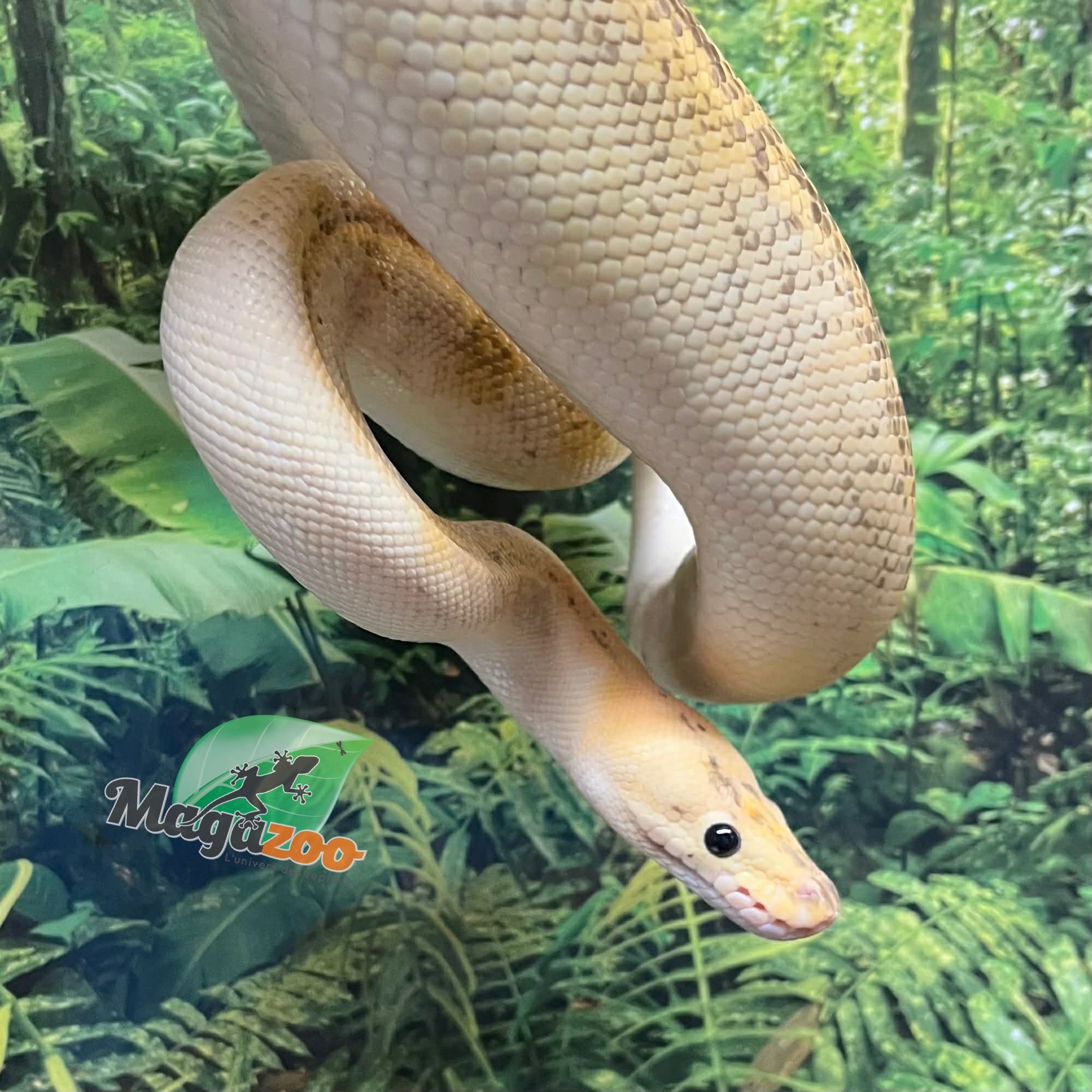 Magazoo Python royal champagne pastel Femelle adulte / Adoption 2ième chance