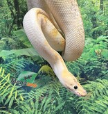 Magazoo Python royal champagne pastel Femelle adulte / Adoption 2ième chance