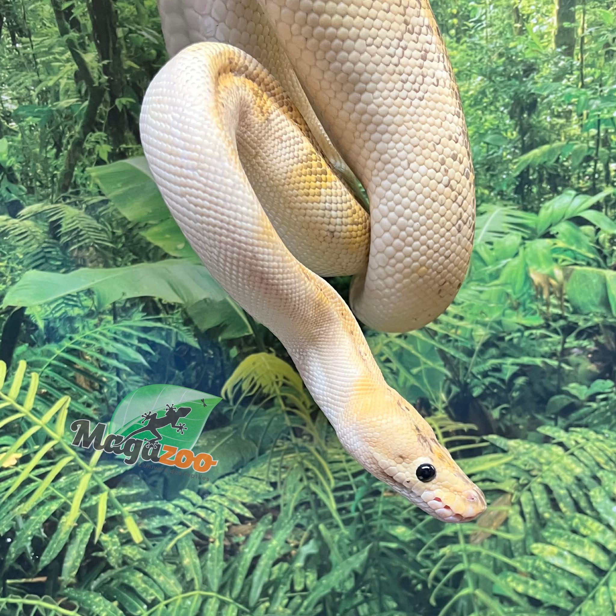 Magazoo Python royal champagne pastel Femelle adulte / Adoption 2ième chance