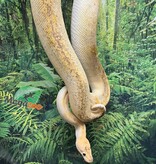 Magazoo Adult Champagne Pastel Female Ball python / 2nd chance - Adoption