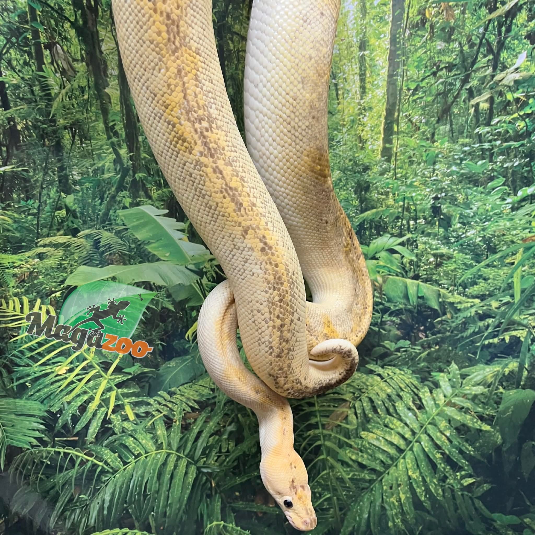 Magazoo Python royal champagne pastel Femelle adulte / Adoption 2ième chance