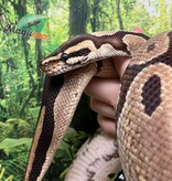 Magazoo Male Regular Ball python 20 years old / 2nd chance - Adoption