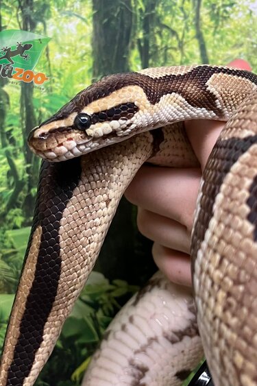 Magazoo Male Regular Ball python 20 years old / 2nd chance - Adoption