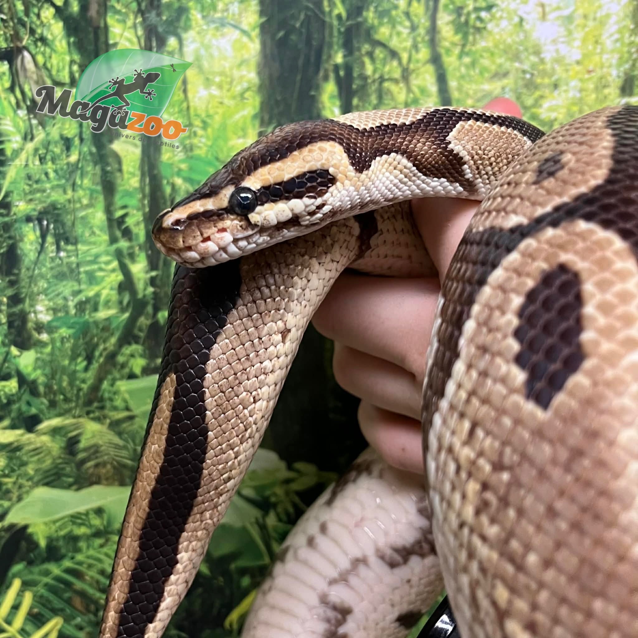 Magazoo Python royal régulier Mâle Adulte 20 ans / Adoption - 2ième chance