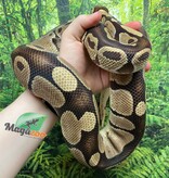 Magazoo Male Regular Ball python 20 years old / 2nd chance - Adoption