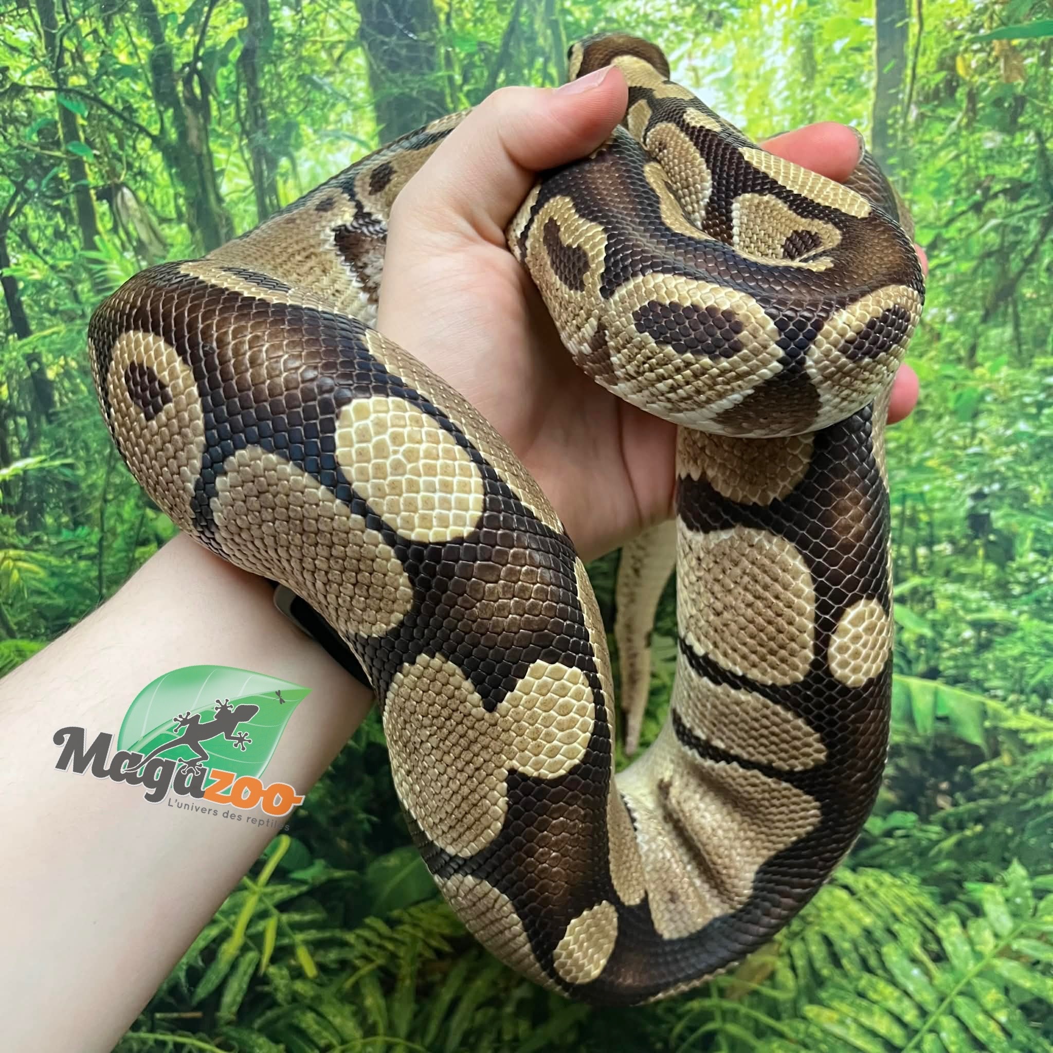 Magazoo Male Regular Ball python 20 years old / 2nd chance - Adoption