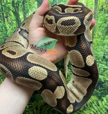 Magazoo Male Regular Ball python 20 years old / 2nd chance - Adoption