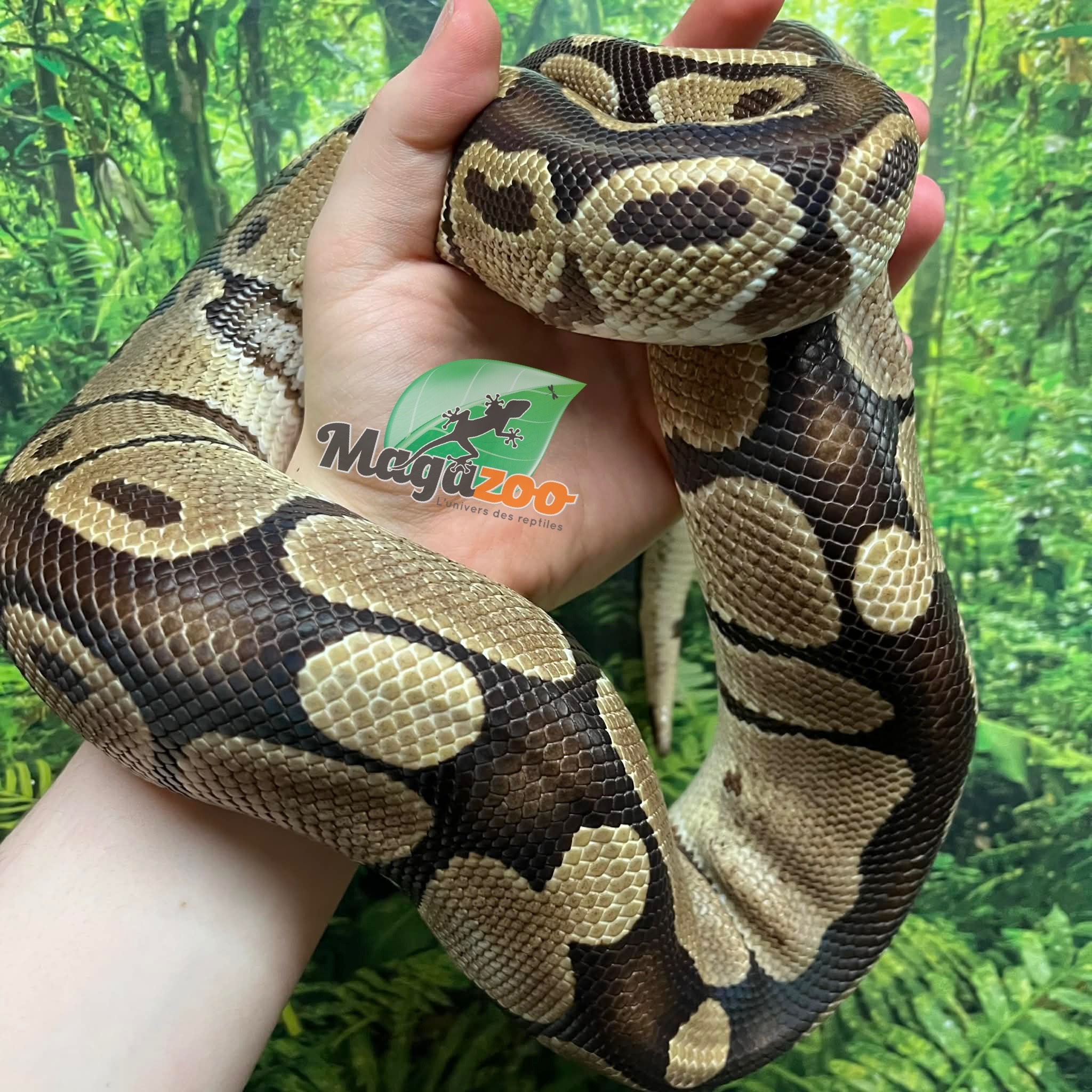 Magazoo Male Regular Ball python 20 years old / 2nd chance - Adoption
