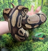 Magazoo Python royal régulier Femelle Adulte 20 ans / Adoption - 2ième chance