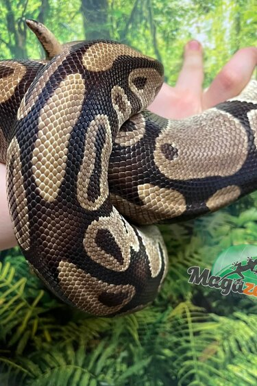 Magazoo Female Regular Ball python 20 years old / 2nd chance - Adoption