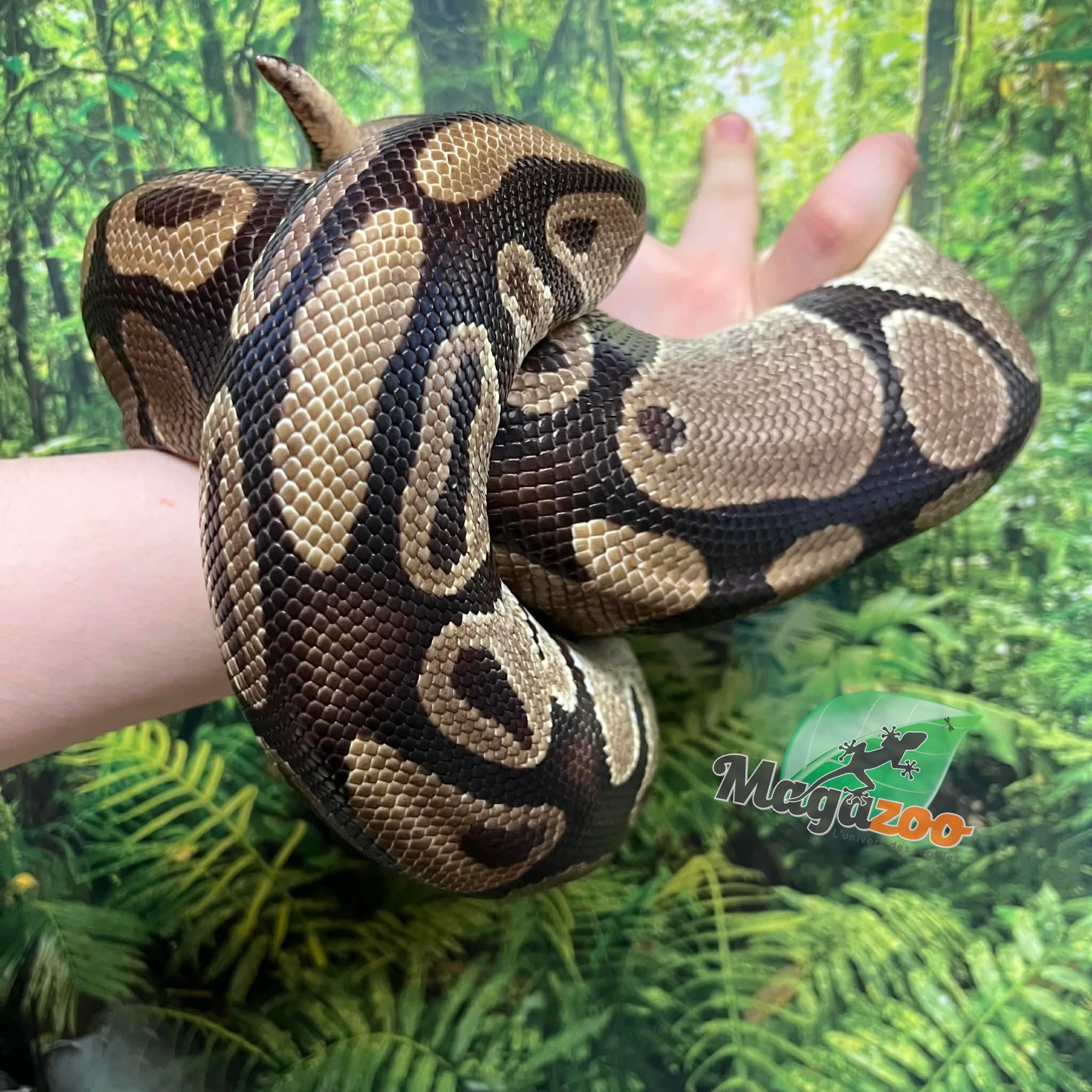 Magazoo Python royal régulier Femelle Adulte 20 ans / Adoption - 2ième chance