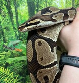 Magazoo Python royal régulier Femelle Adulte 20 ans / Adoption - 2ième chance